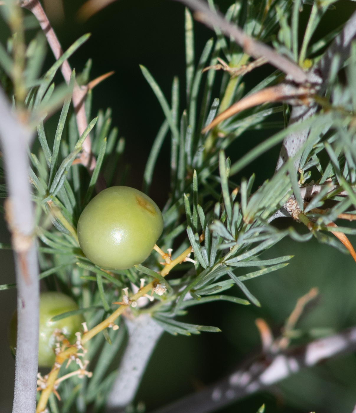 Изображение особи Asparagus nelsii.