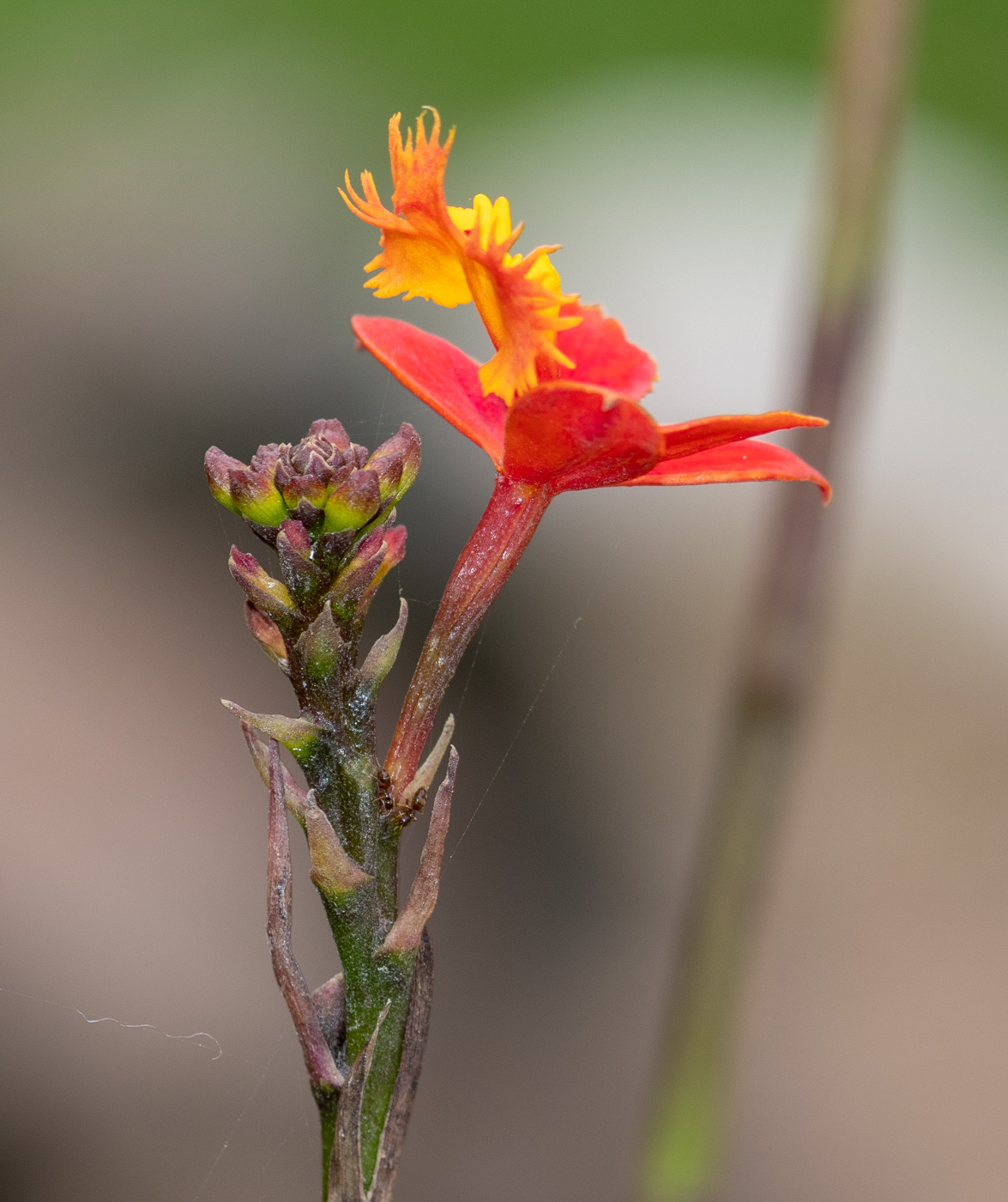 Image of Epidendrum radicans specimen.