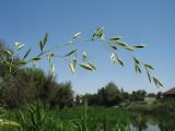 Festuca regeliana. Соцветие. Казахстан, г. Тараз, левый борт долины р. Ушбулак (Карасу), лугово-степной околопойменный склон вост. экспозиции. 29 мая 2020 г.