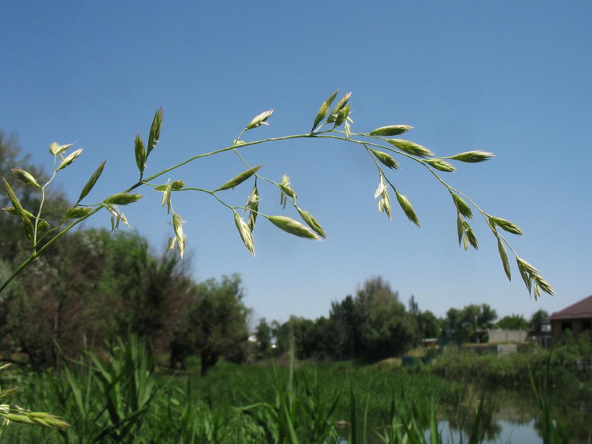 Изображение особи Festuca regeliana.