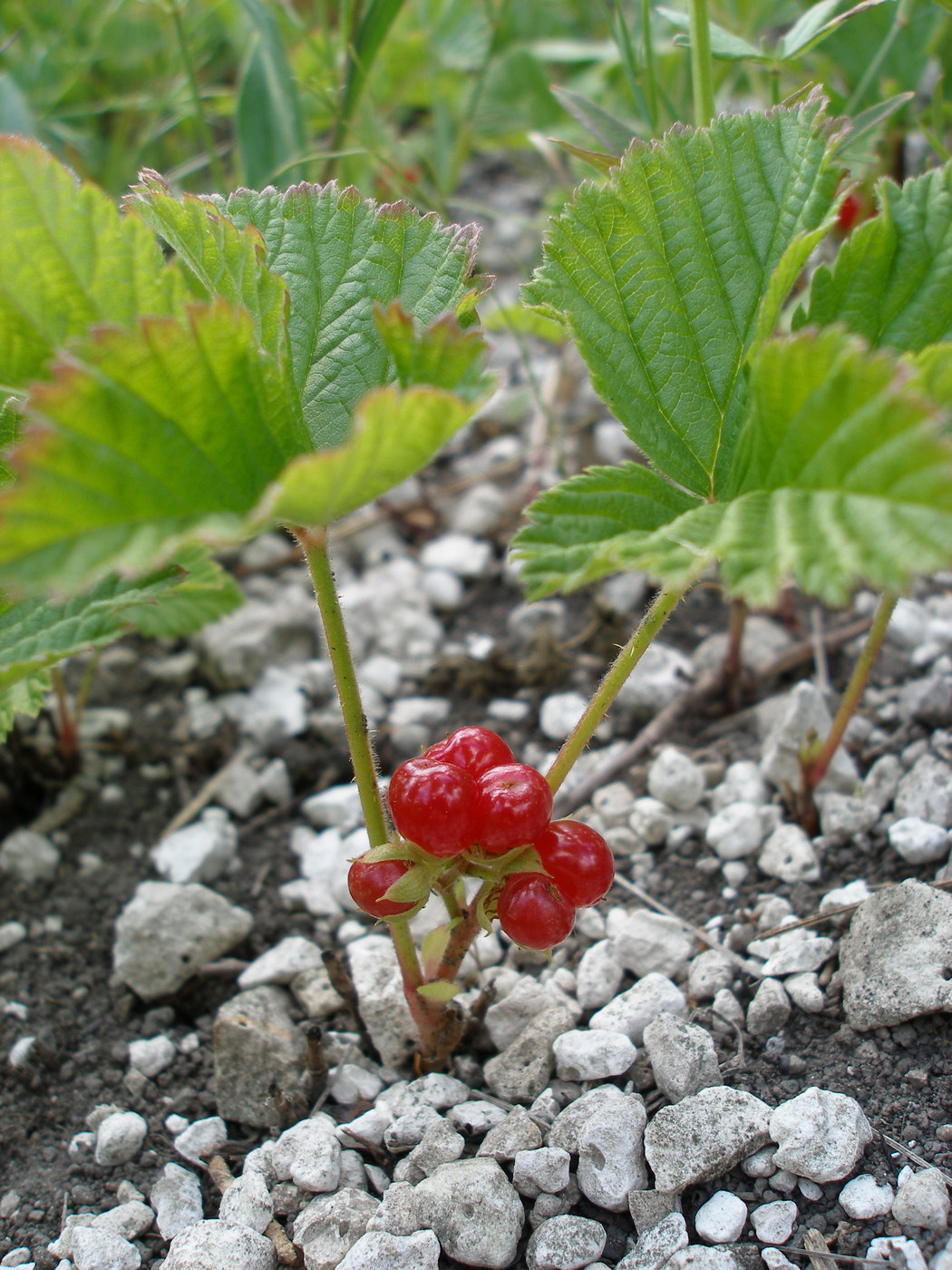 Image of Rubus saxatilis specimen.