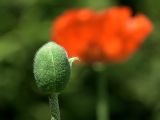 Papaver setiferum