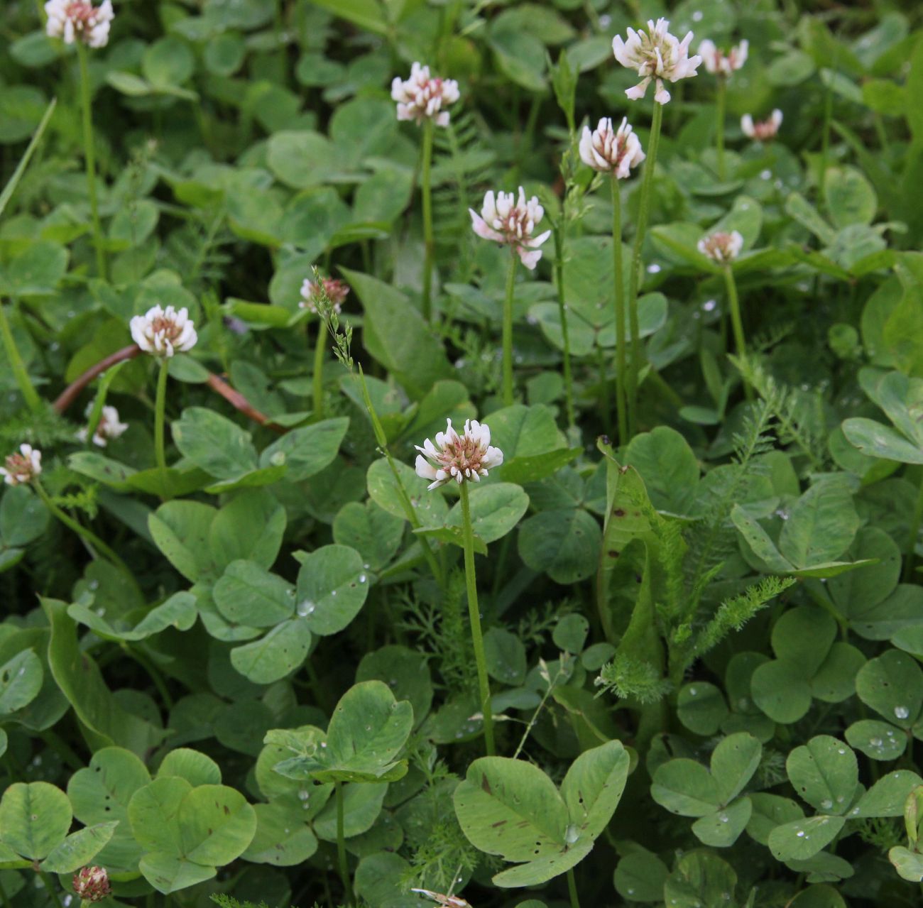 Image of Trifolium repens specimen.