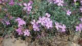 Dianthus repens. Верхушки побегов с цветками. Камчатский край, Елизовский р-н, природный парк \"Вулканы Камчатки\", кордон Центральный, каменистый склон. 21.07.2010.