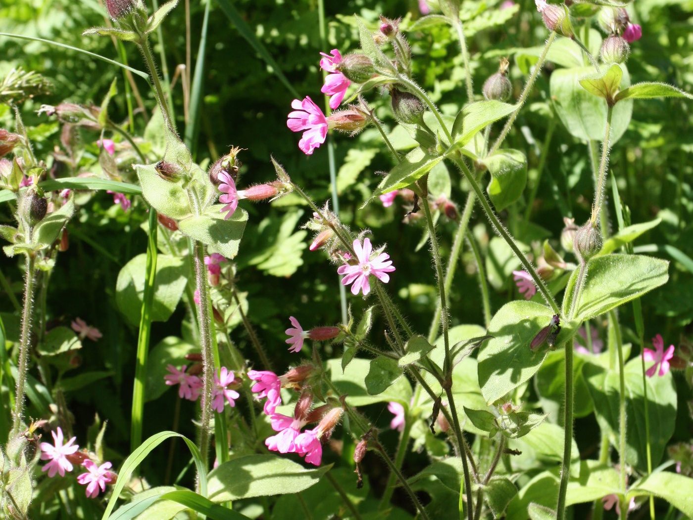 Изображение особи Melandrium dioicum.