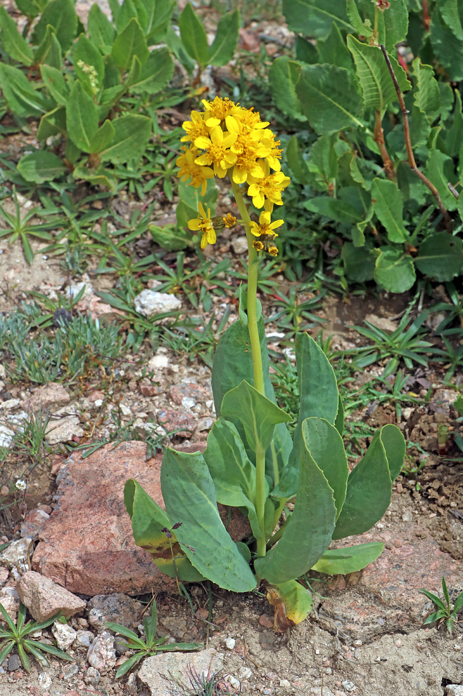 Изображение особи Ligularia alpigena.