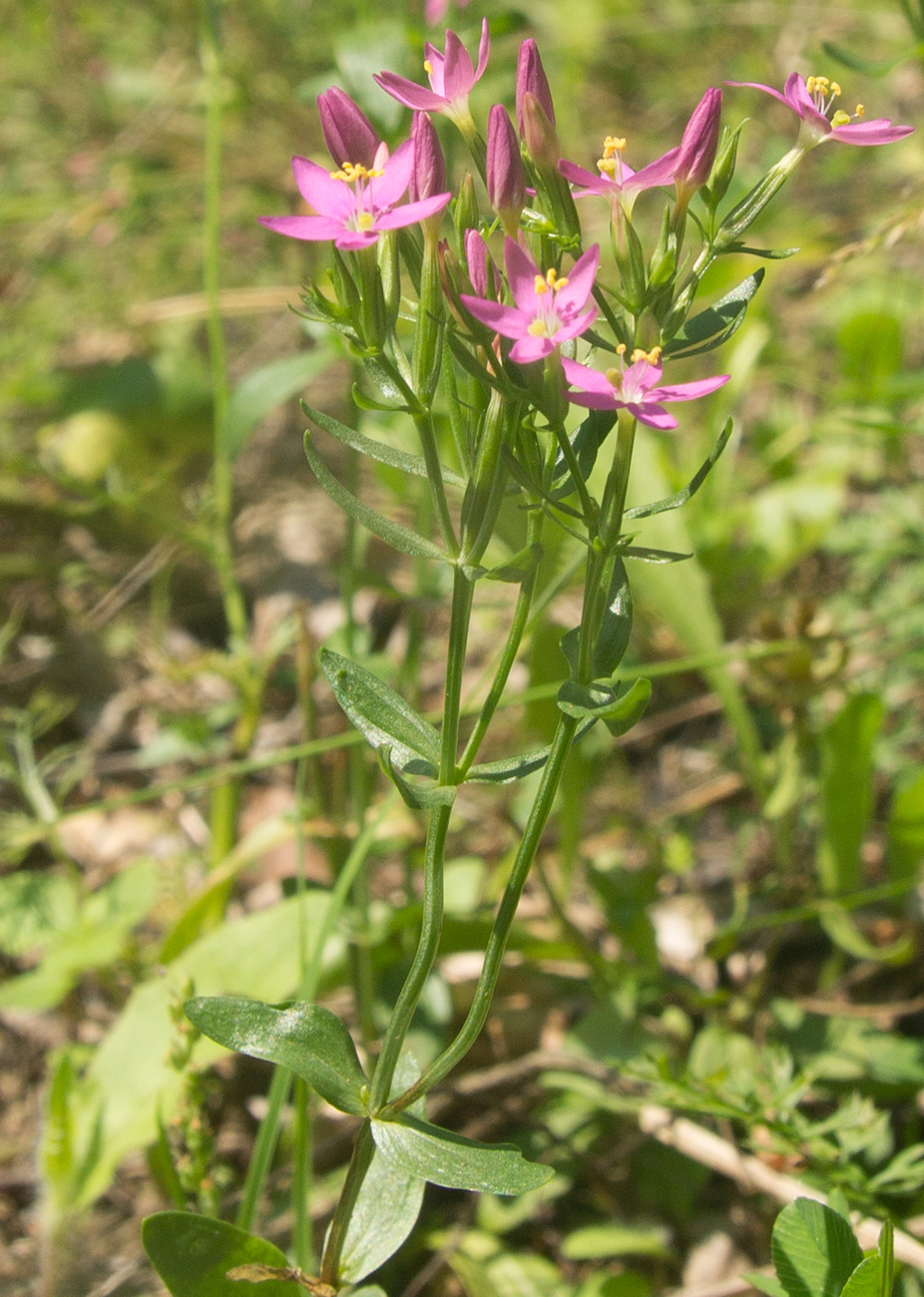 Image of Centaurium erythraea ssp. turcicum specimen.