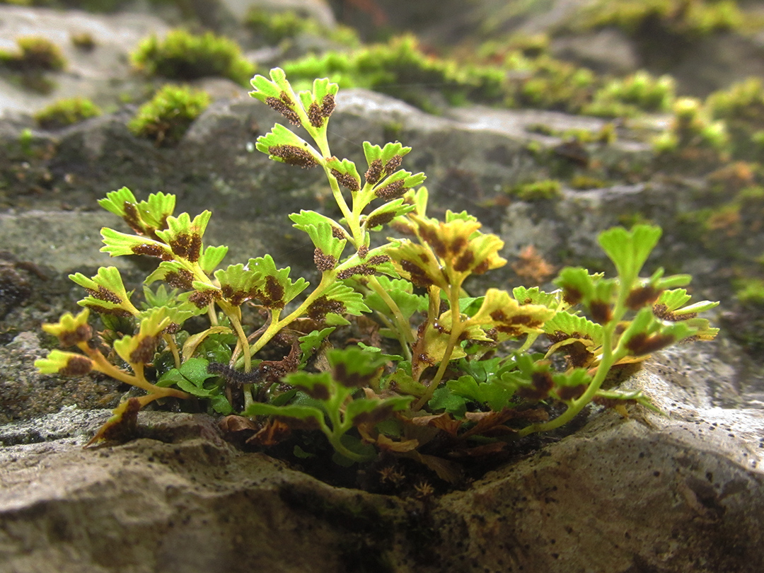 Image of Asplenium haussknechtii specimen.