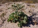 Eryngium maritimum. Цветущее и плодоносящее растение. Украина, Херсонская обл., Генический р-н, Арабатская стрелка, окраина села Счастливцево, поросший травянистой растительностью участок возле пляжа, восточный берег. 17.08.2020.