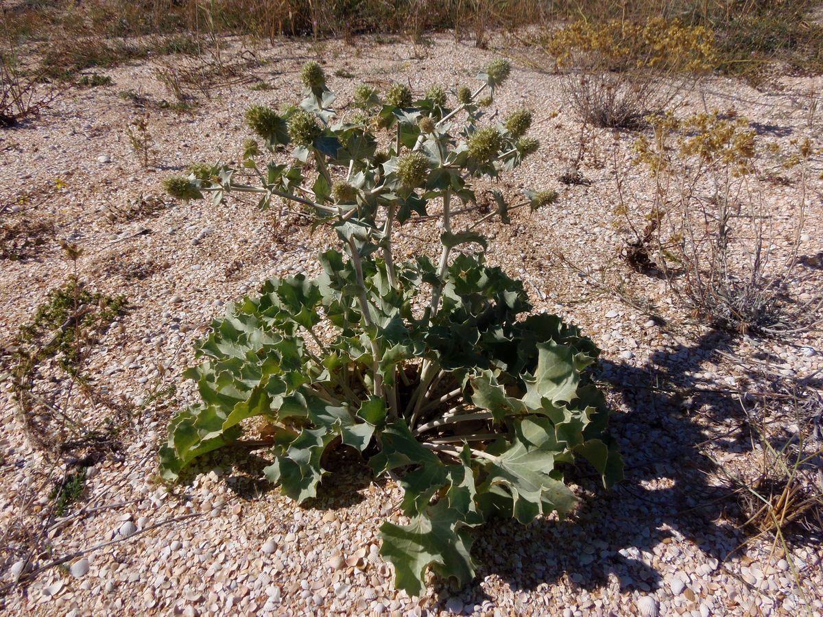 Изображение особи Eryngium maritimum.