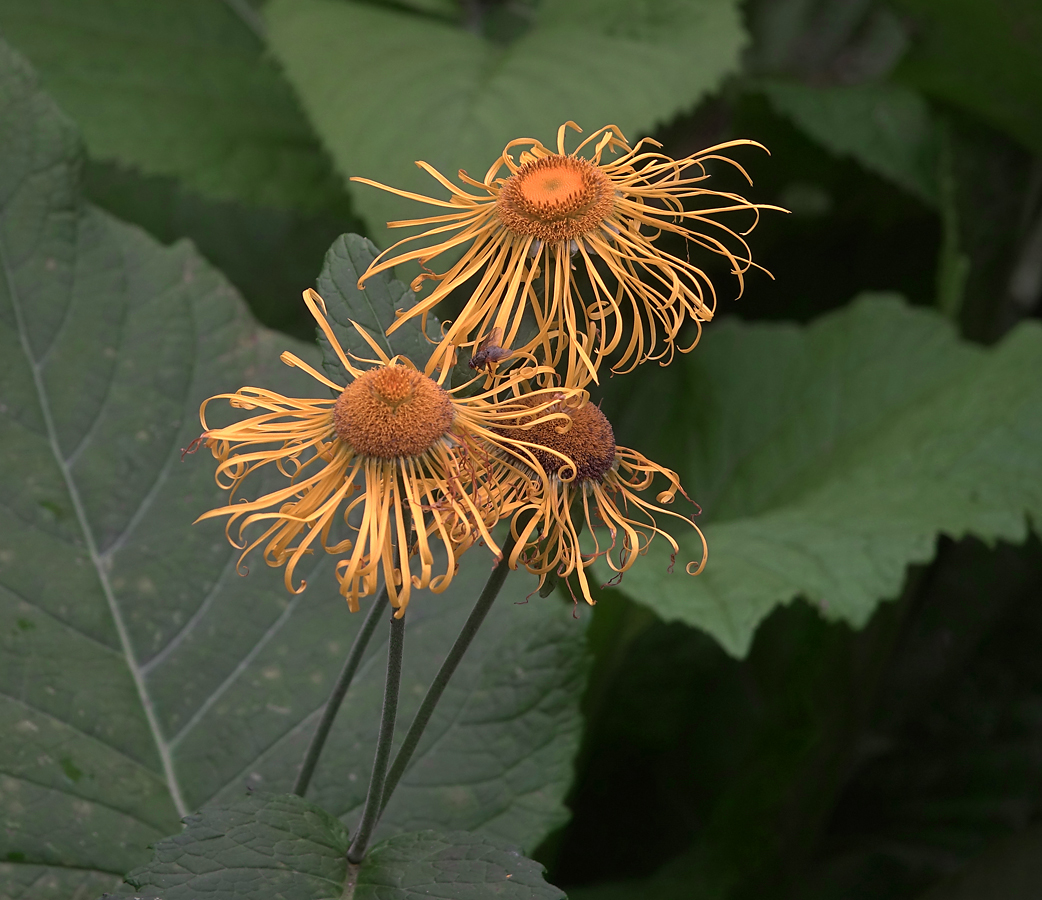 Image of Telekia speciosa specimen.