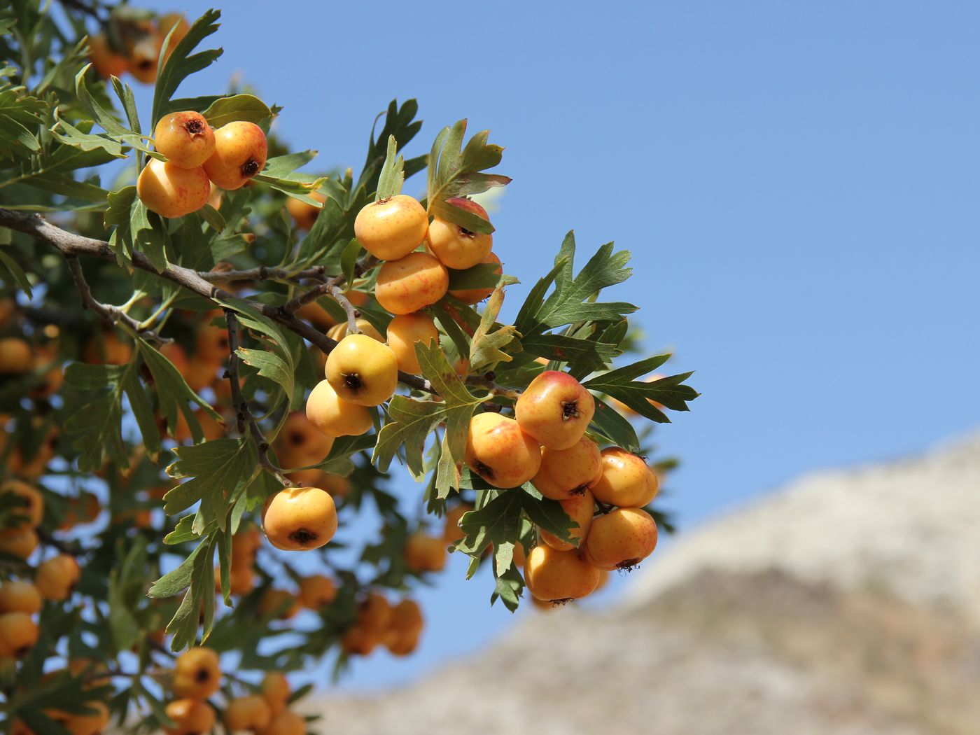 Изображение особи Crataegus pontica.