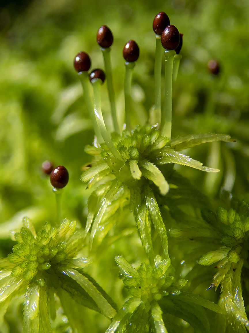 Изображение особи род Sphagnum.