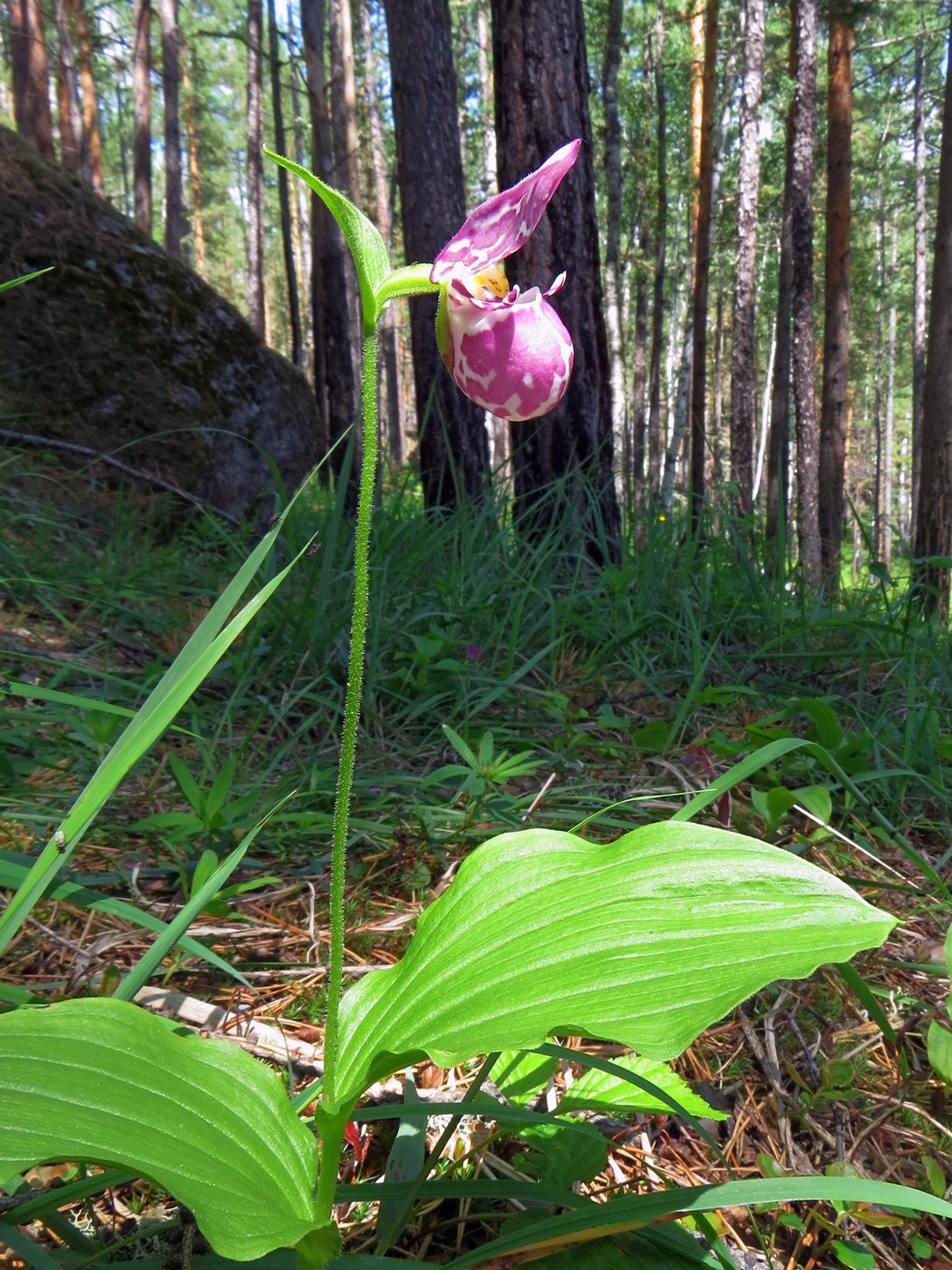 Image of Cypripedium guttatum specimen.