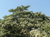 Inga edulis