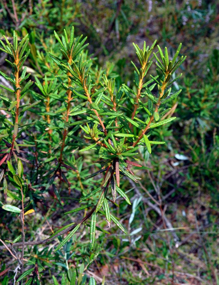 Image of Ledum palustre specimen.