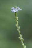 Verbena officinalis