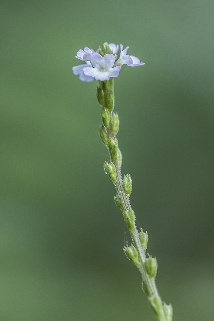 Изображение особи Verbena officinalis.