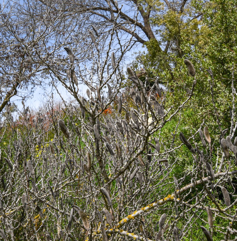 Изображение особи Vachellia hebeclada.