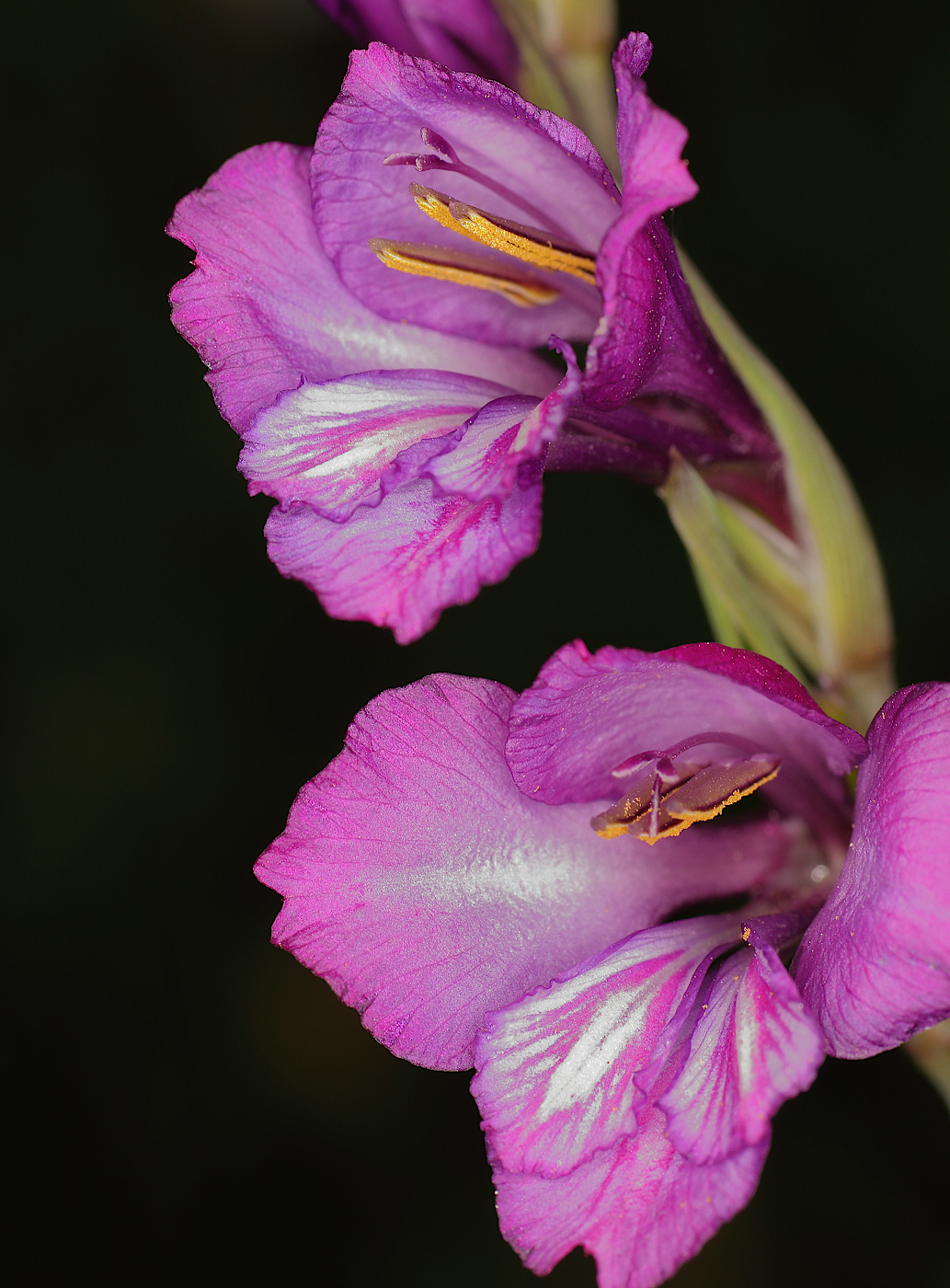 Изображение особи Gladiolus tenuis.
