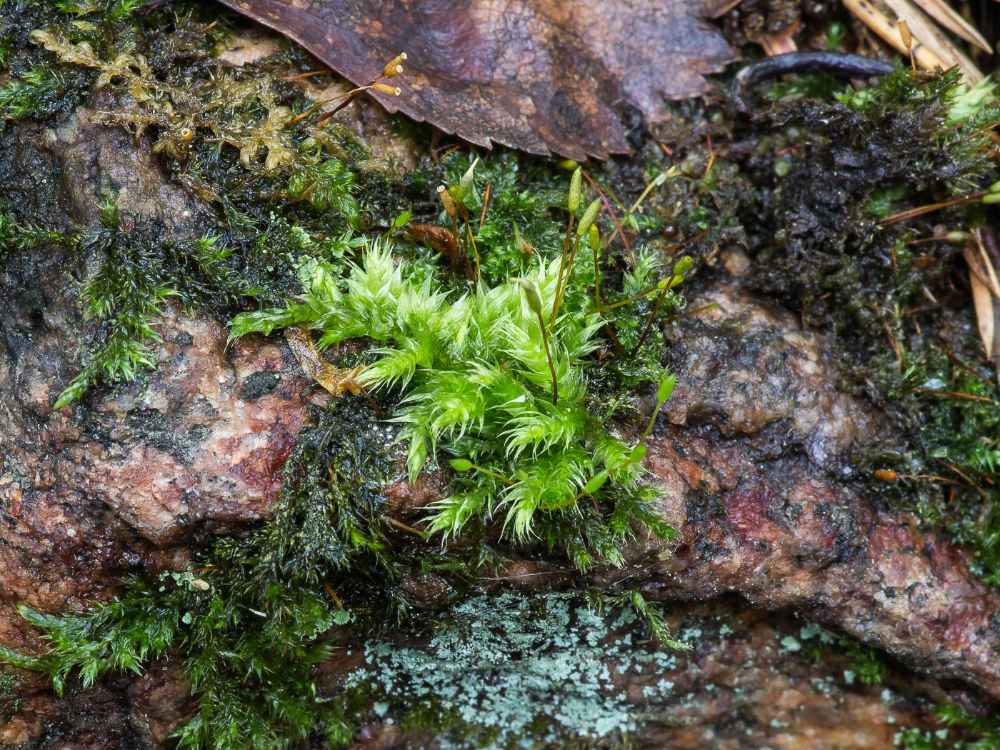 Изображение особи семейство Brachytheciaceae.