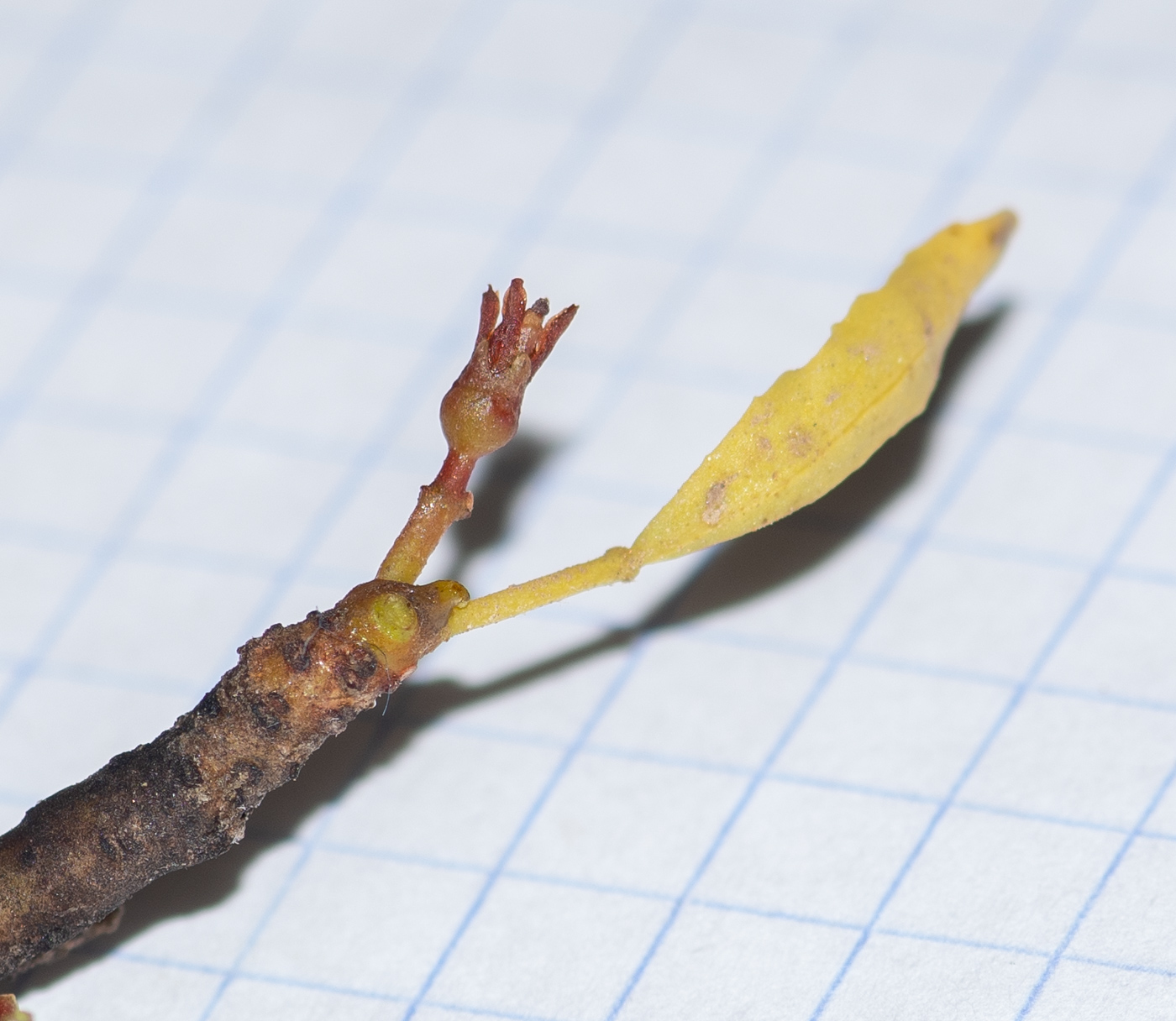 Image of Commiphora oblanceolata specimen.