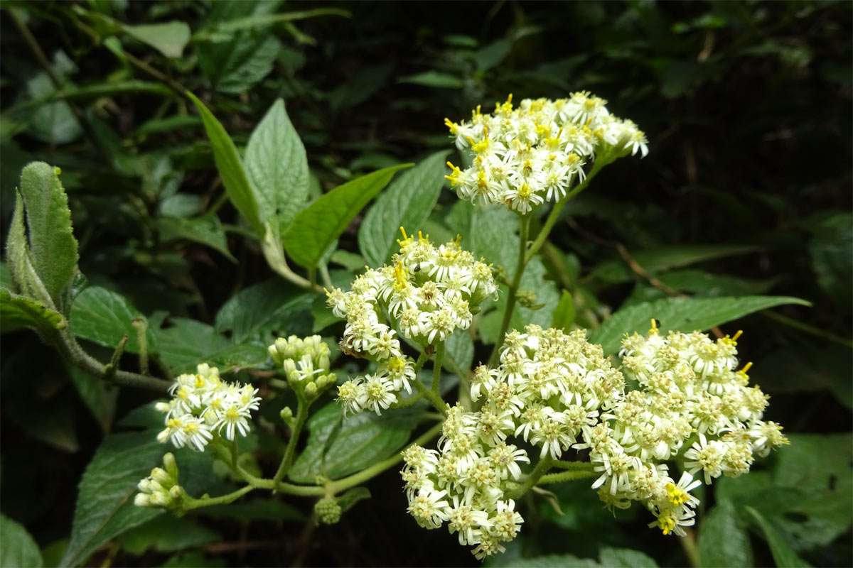 Изображение особи Anisopappus stuhlmannii.