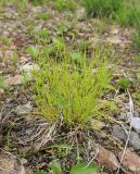 Carex bohemica