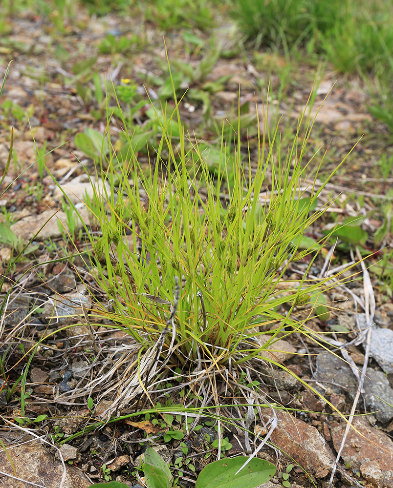 Изображение особи Carex bohemica.