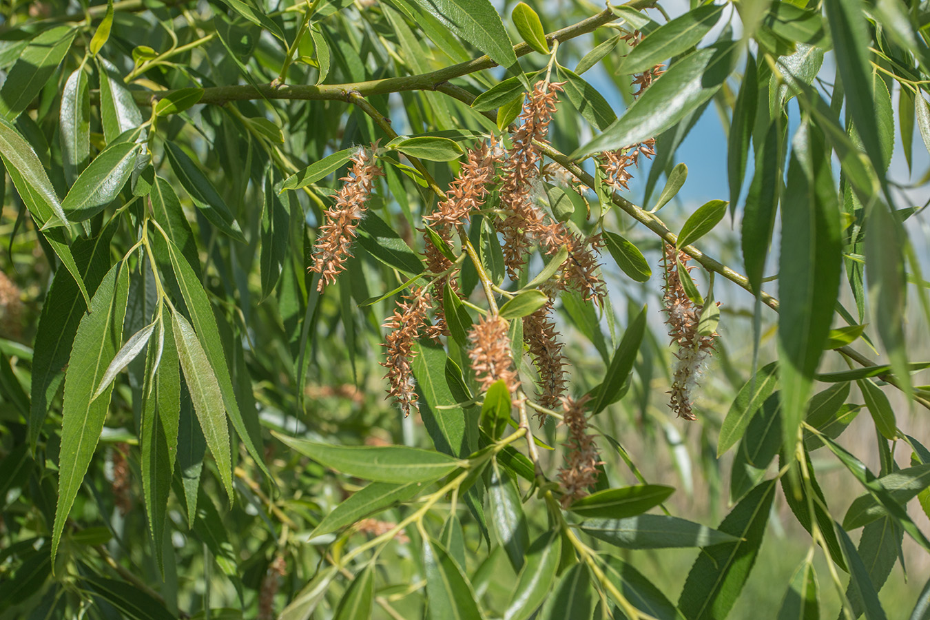 Image of Salix &times; fragilis specimen.