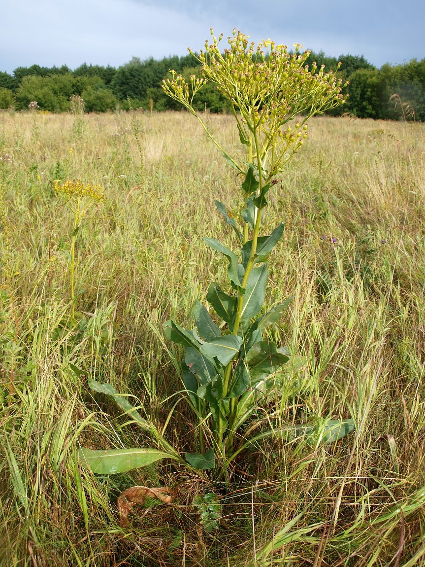 Изображение особи Senecio schwetzowii.