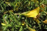 Ononis natrix подвид ramosissima. Верхушка побега с раскрывающимся цветком. Греция, о. Родос, окр. мыса Прасониси, песчаный берег Средиземного моря. 9 мая 2011 г.