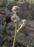 Ranunculus platyspermus. Верхушка растения с бутонами. Казахстан, Туркестанская обл., Сузакский р-н, Западная Бетпак-Дала, окр. пос. Кыземшек (бывш. Степной), равнинная полынно-боялычная пустыня, глинисто-песчаная почва. 19 апреля 2021 г.