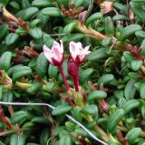 Loiseleuria procumbens