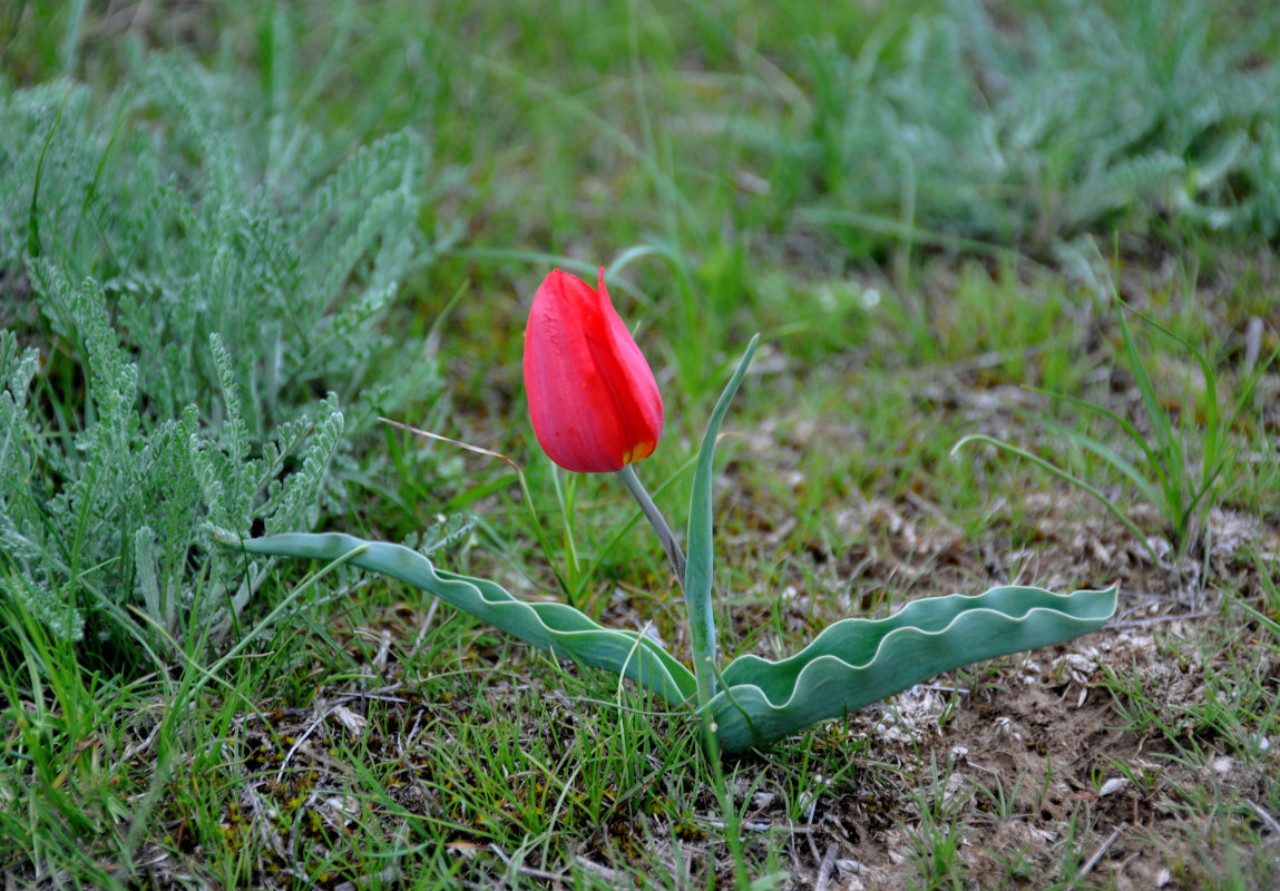 Изображение особи Tulipa suaveolens.