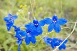 Delphinium grandiflorum