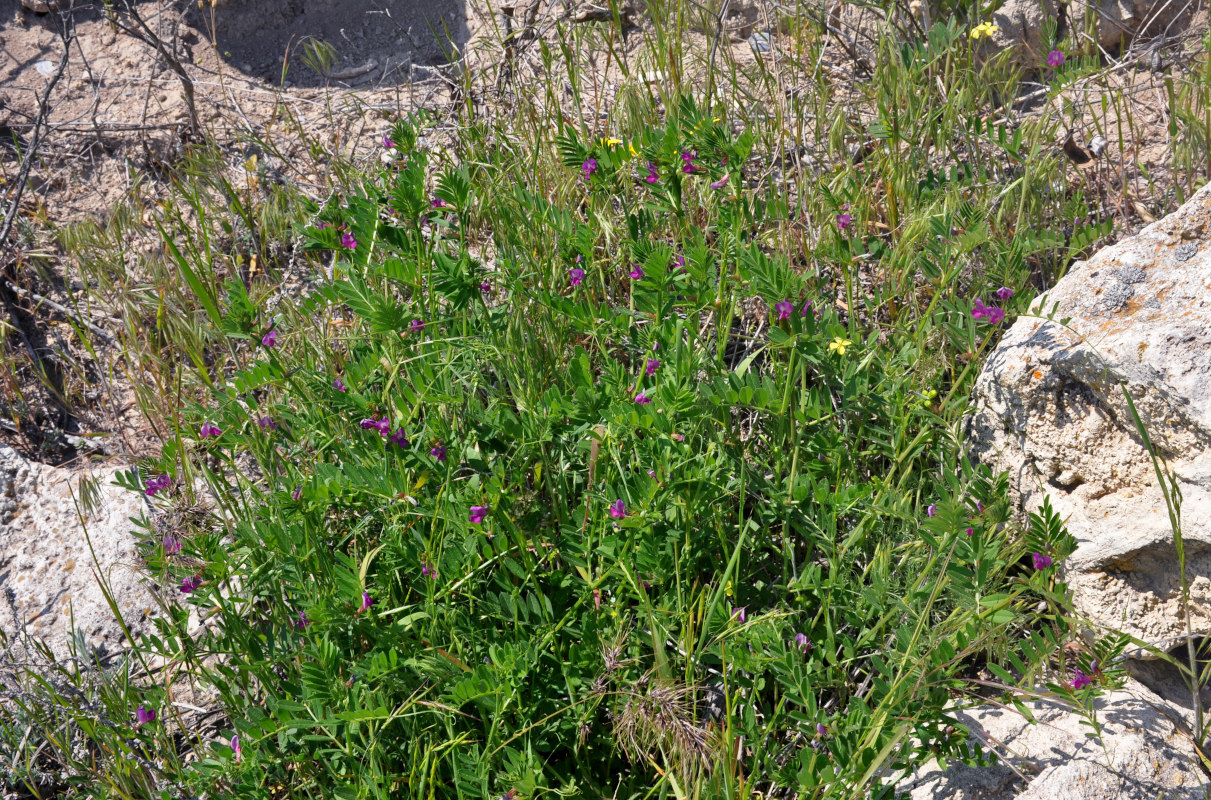 Image of Vicia angustifolia specimen.