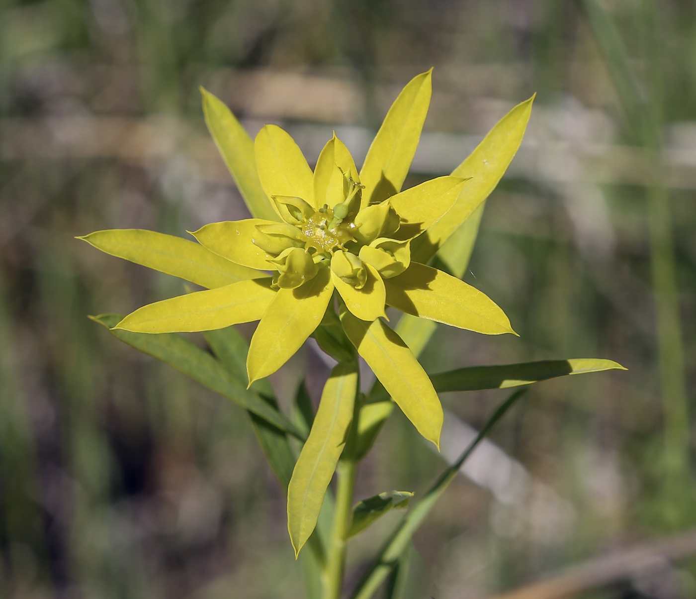 Изображение особи Euphorbia virgata.