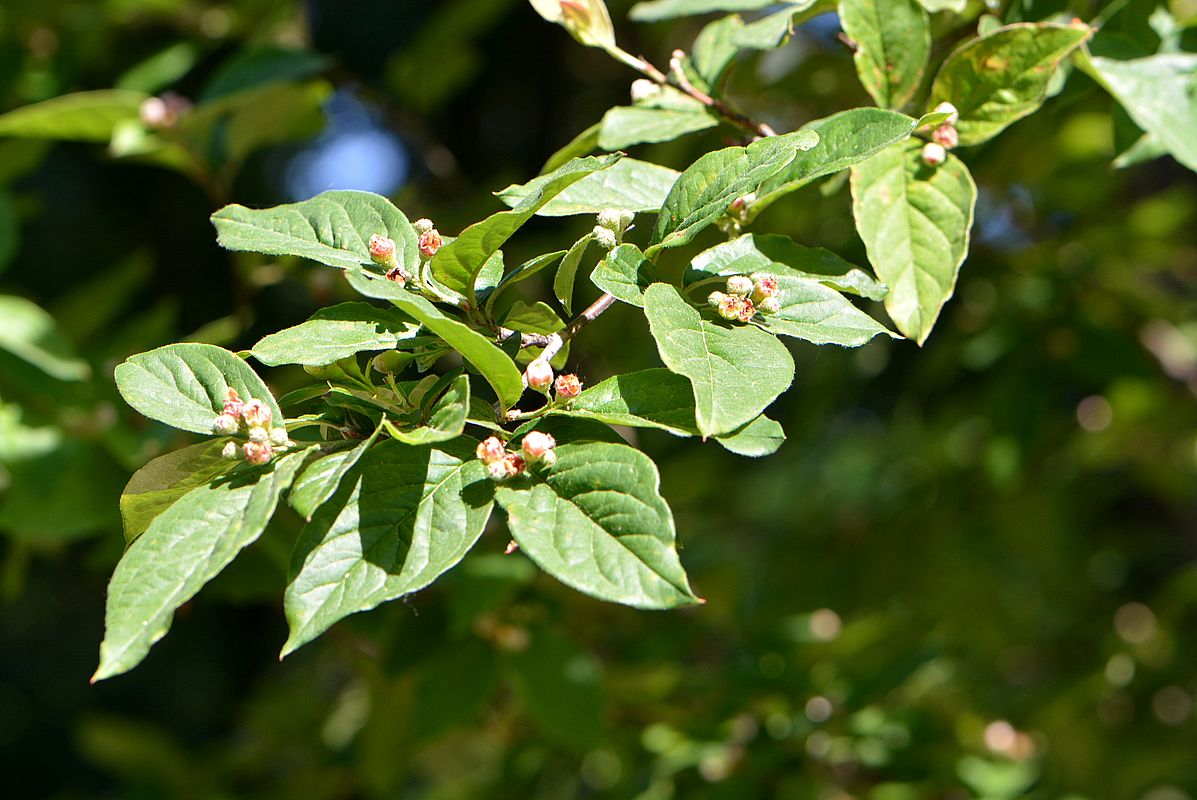 Изображение особи Cotoneaster foveolatus.