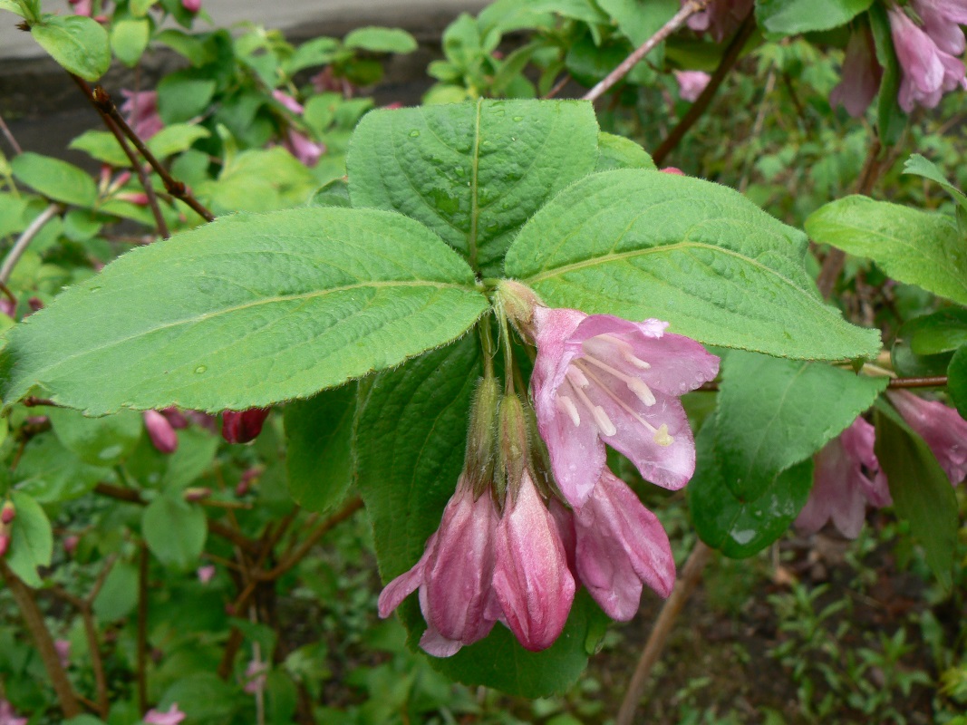 Image of Weigela praecox specimen.