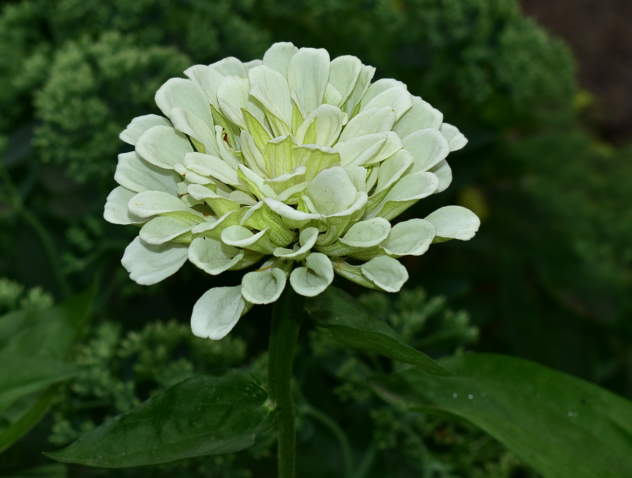 Image of Zinnia elegans specimen.