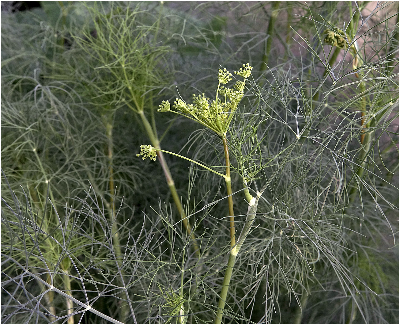 Изображение особи Anethum graveolens.