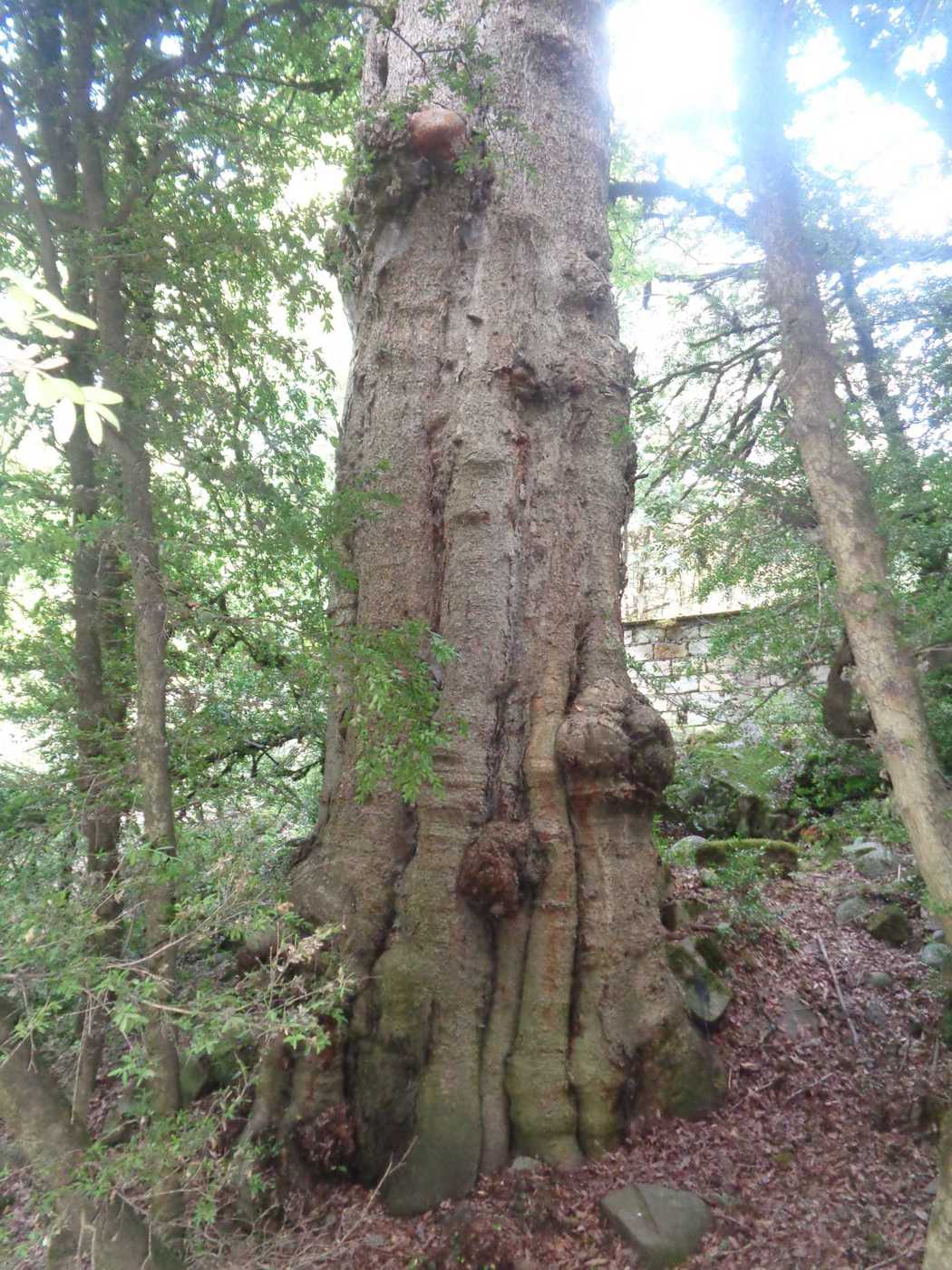 Image of Buxus colchica specimen.