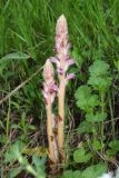 Orobanche pubescens