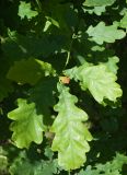 Quercus robur. Верхушка побега. Мурманск, палисадник у жилого дома, в культуре. 01.07.2021.