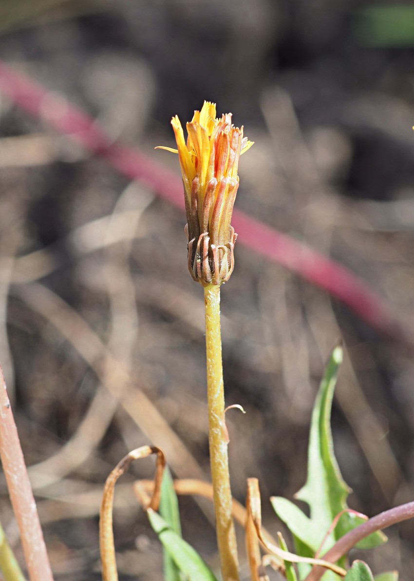 Image of Taraxacum bessarabicum specimen.