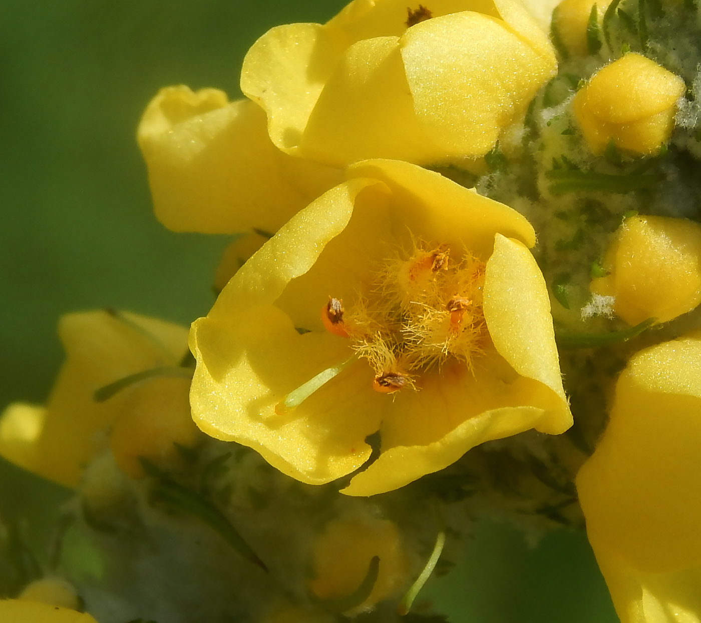 Изображение особи Verbascum eriorrhabdon.