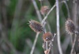 Xanthium orientale. Прошлогодние сухие соплодия. Астраханская обл., Наримановский р-н, окр. пос. Сенной, берег р. Волга, у воды. 25.04.2021.