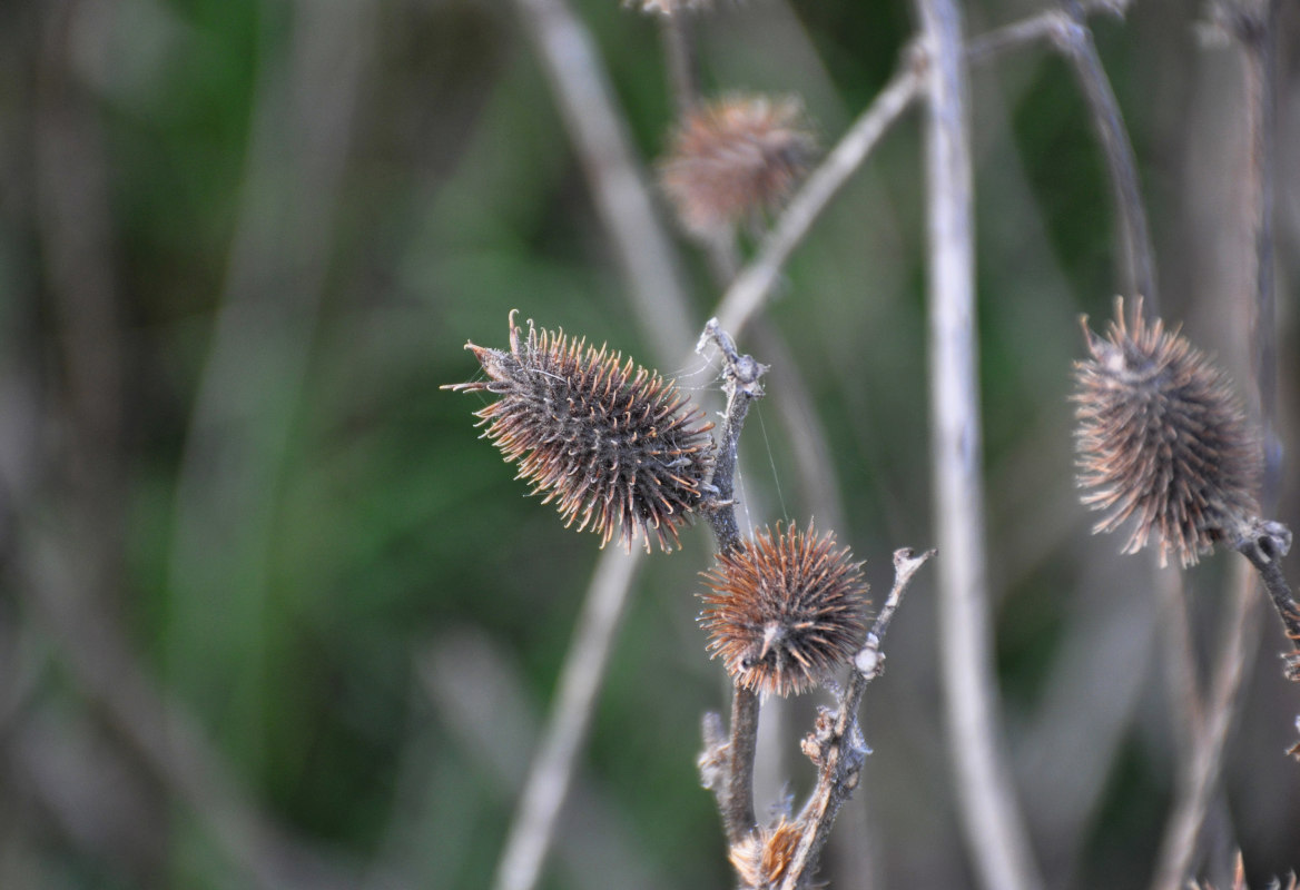 Image of Xanthium orientale specimen.