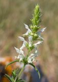 Stachys atherocalyx. Верхушка побега с соцветием с цветками и бутонами. Крым, Керченский п-ов, Ленинский р-н, окр с. Осовины, мыс Газан, степь, задернованное обнажение известняка. 28.05.2021.